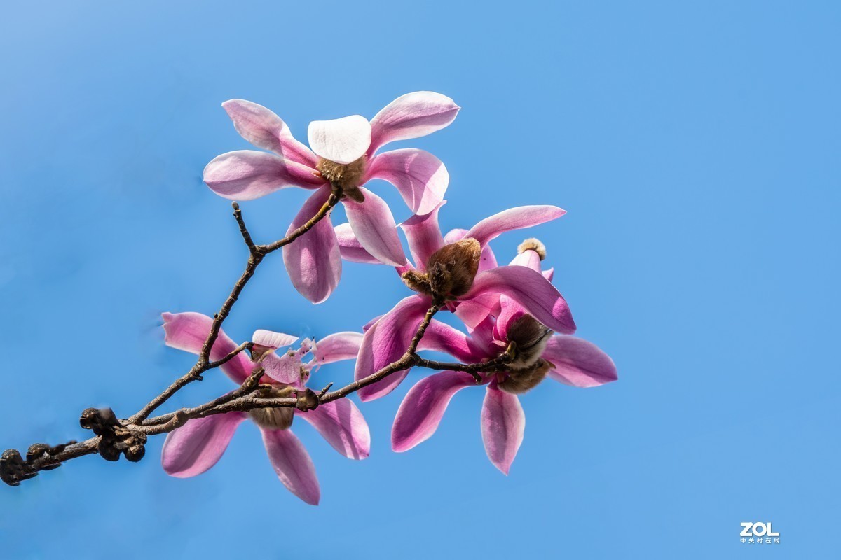 #版主坐堂#小五星空(中国)2021年2月精品荟萃