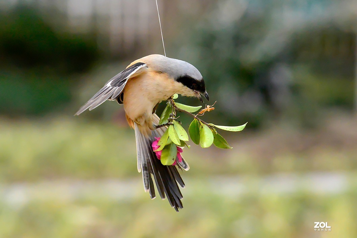 #版主坐堂#小五星空(中国)2021年2月精品荟萃