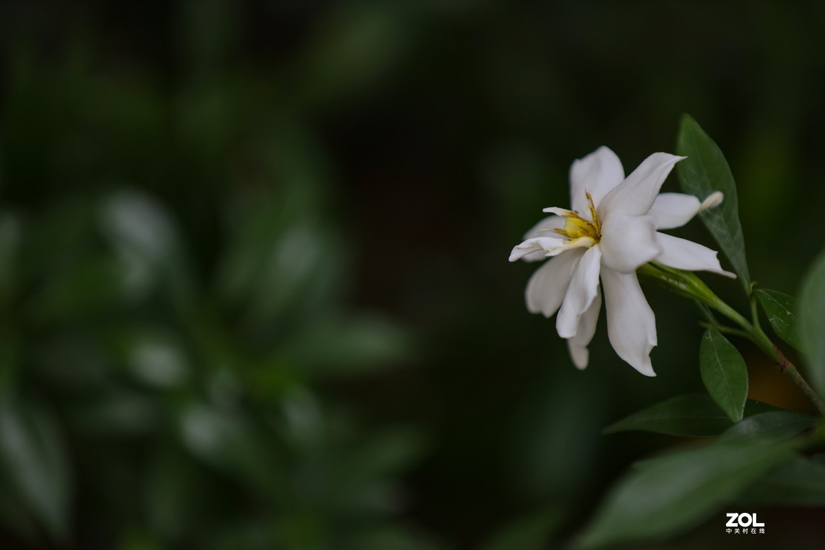 桅子花