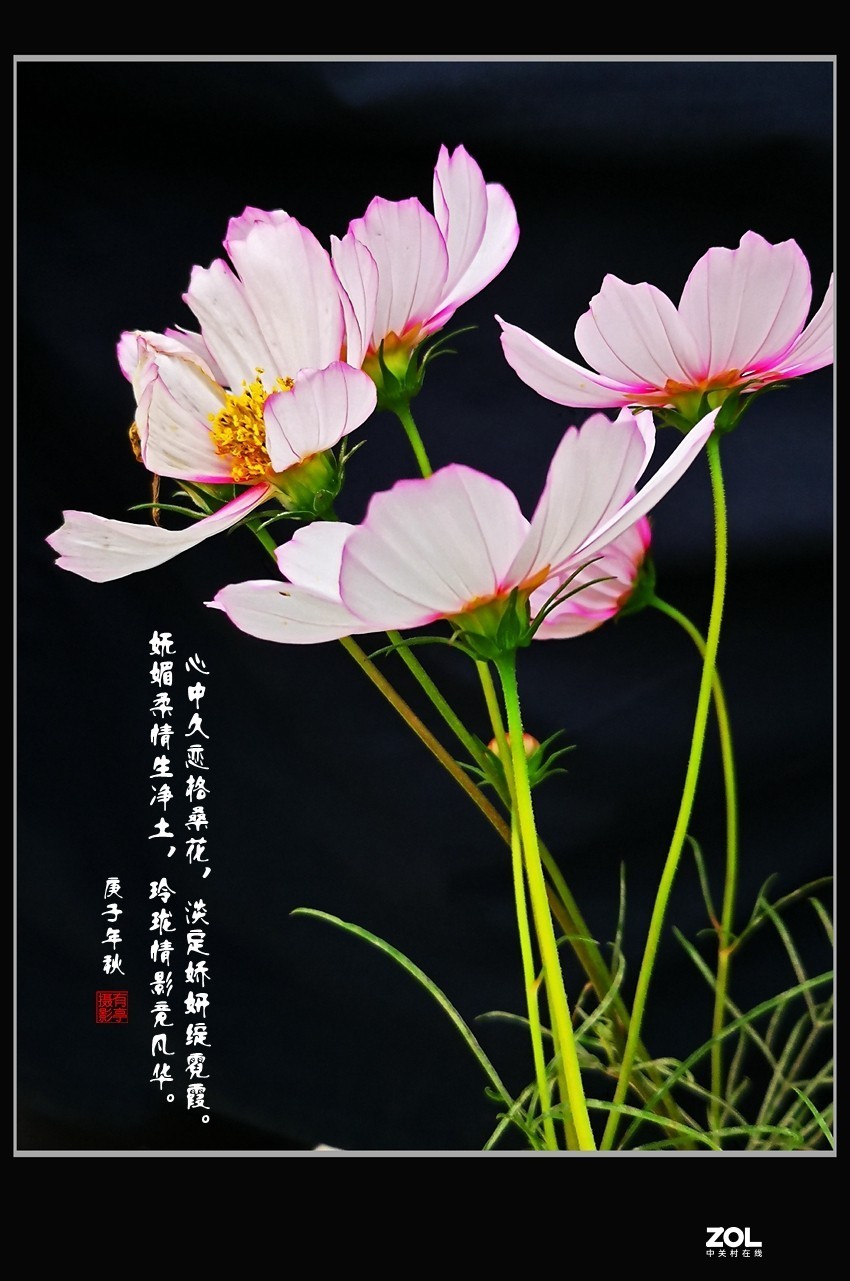 格桑花手机竖版