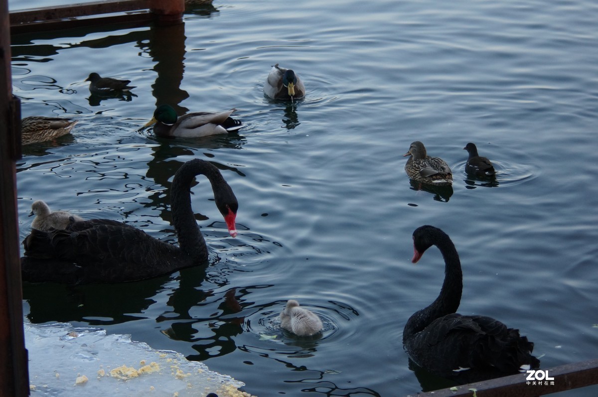 2021圆明园新年第一拍