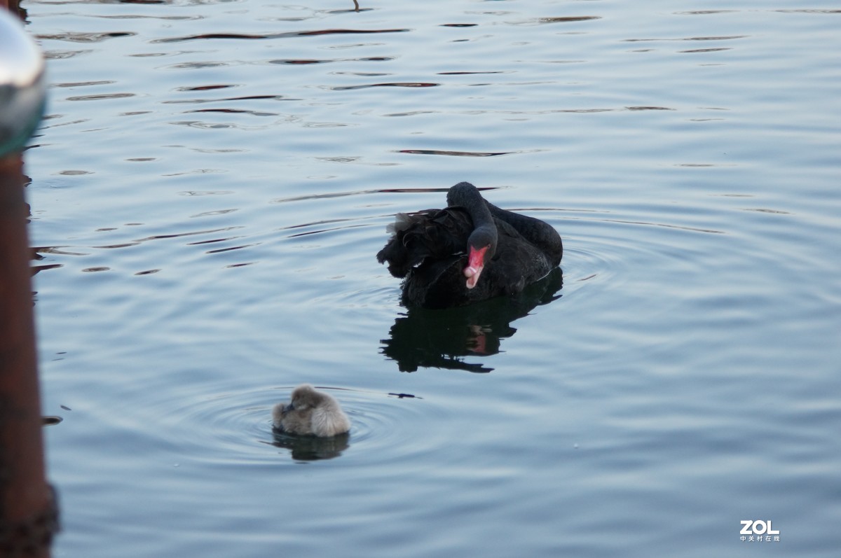 2021圆明园新年第一拍