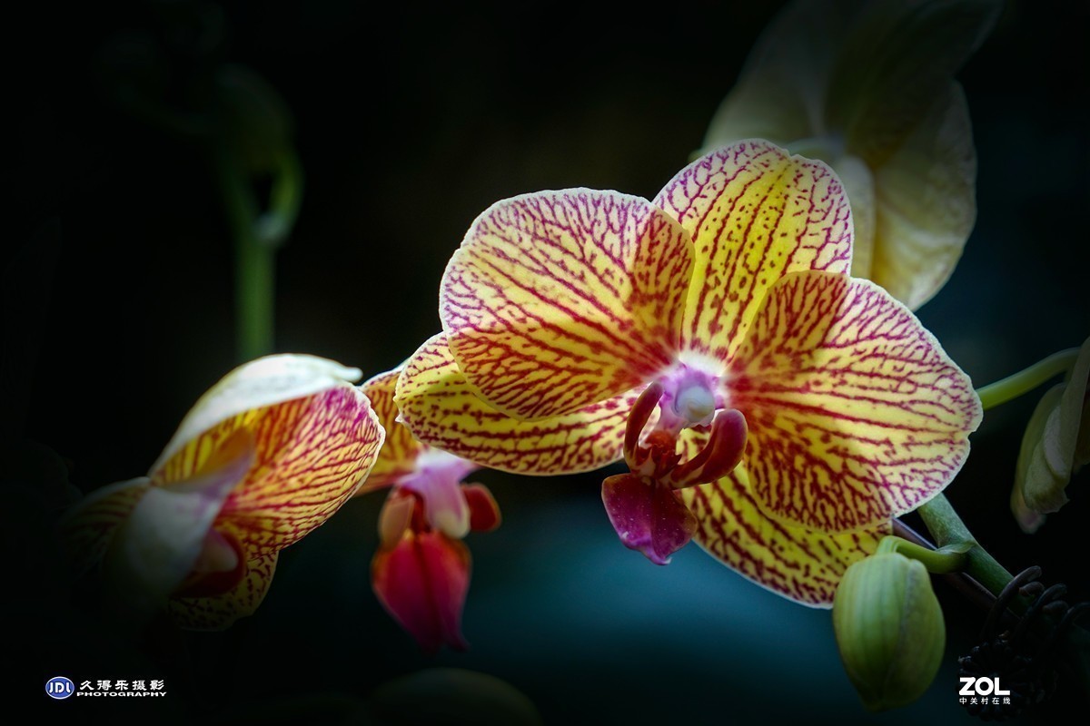 #版主坐堂#小五星空(中国)2021年2月精品荟萃