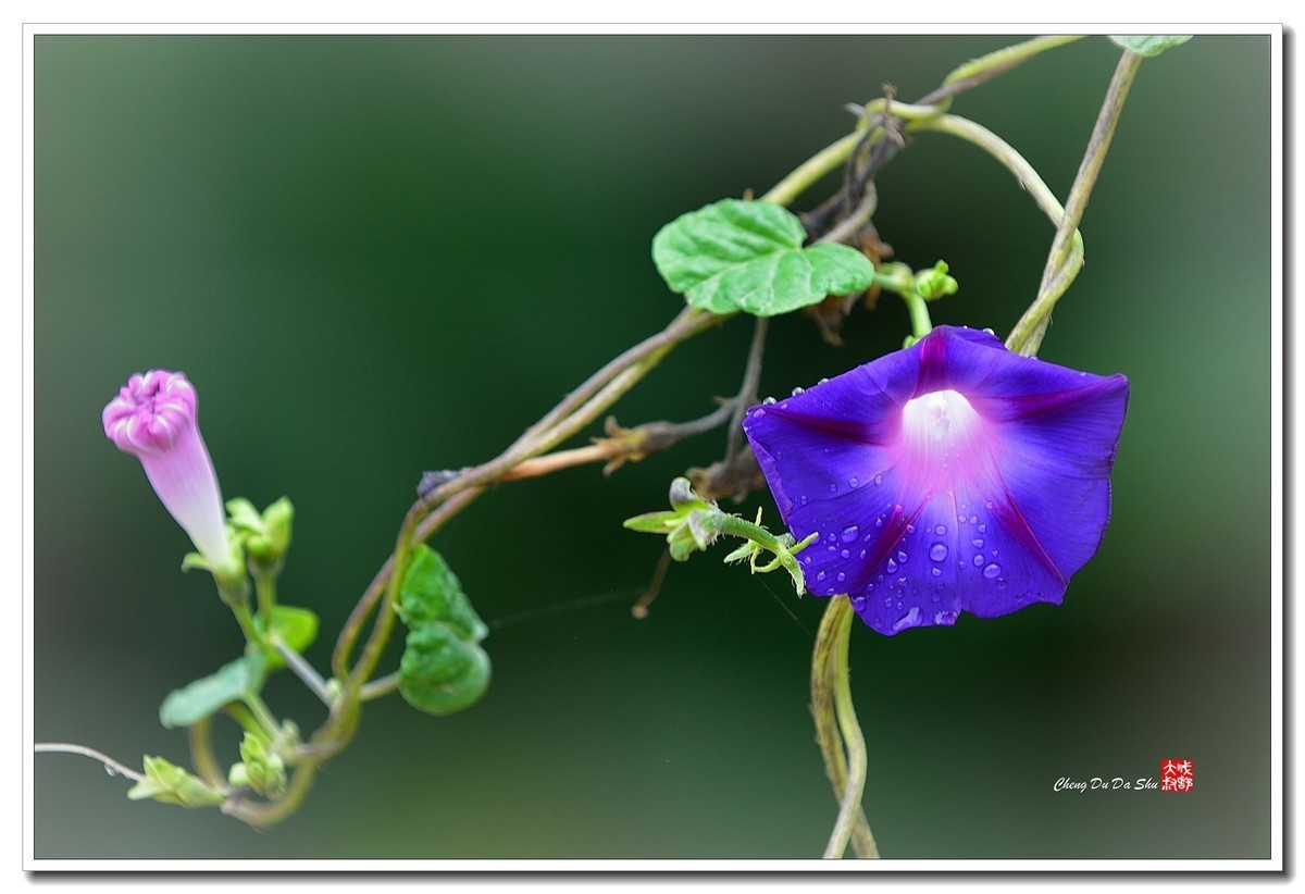 #版主坐堂#小五星空(中国)2021年2月精品荟萃