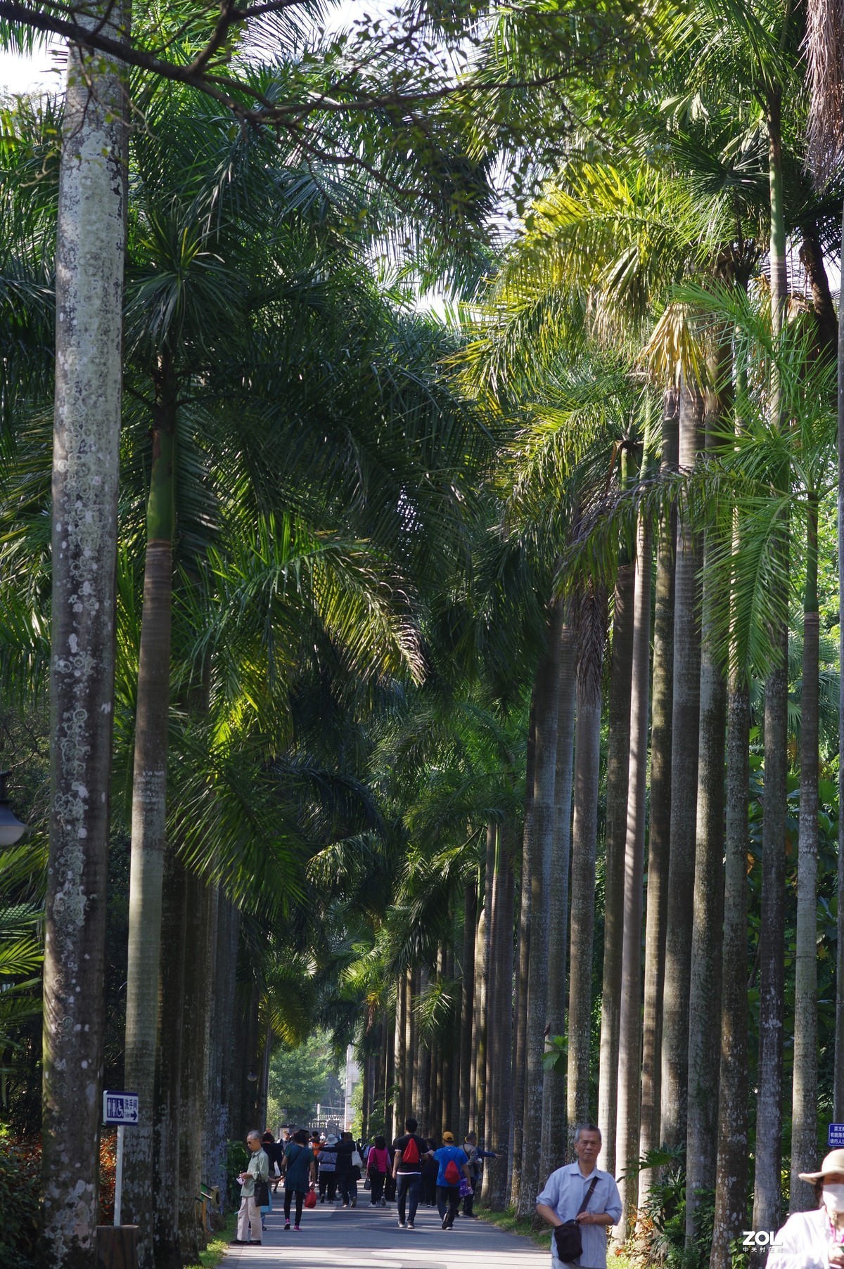 再发一次，华南植物园