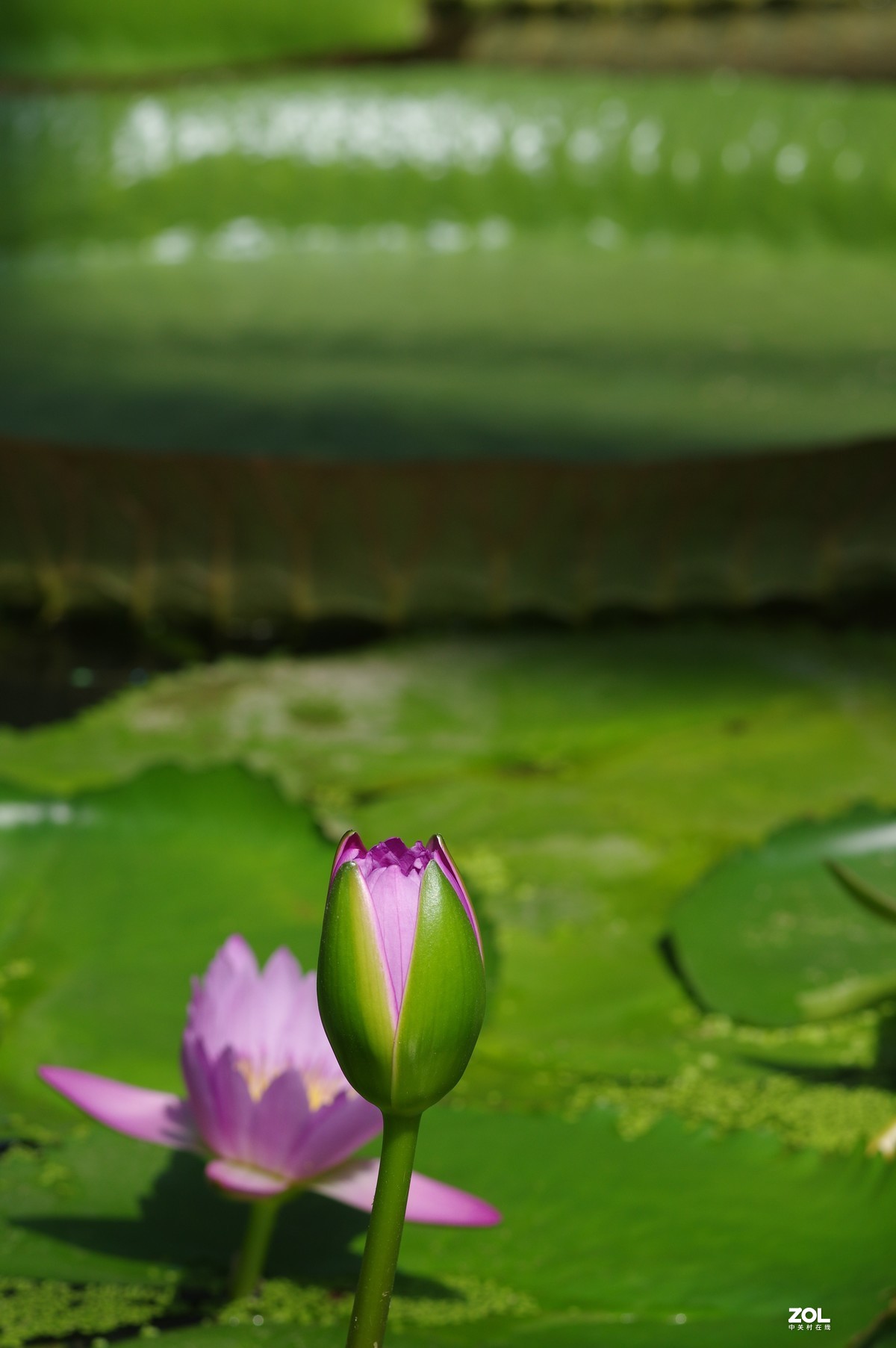 再发一次，华南植物园