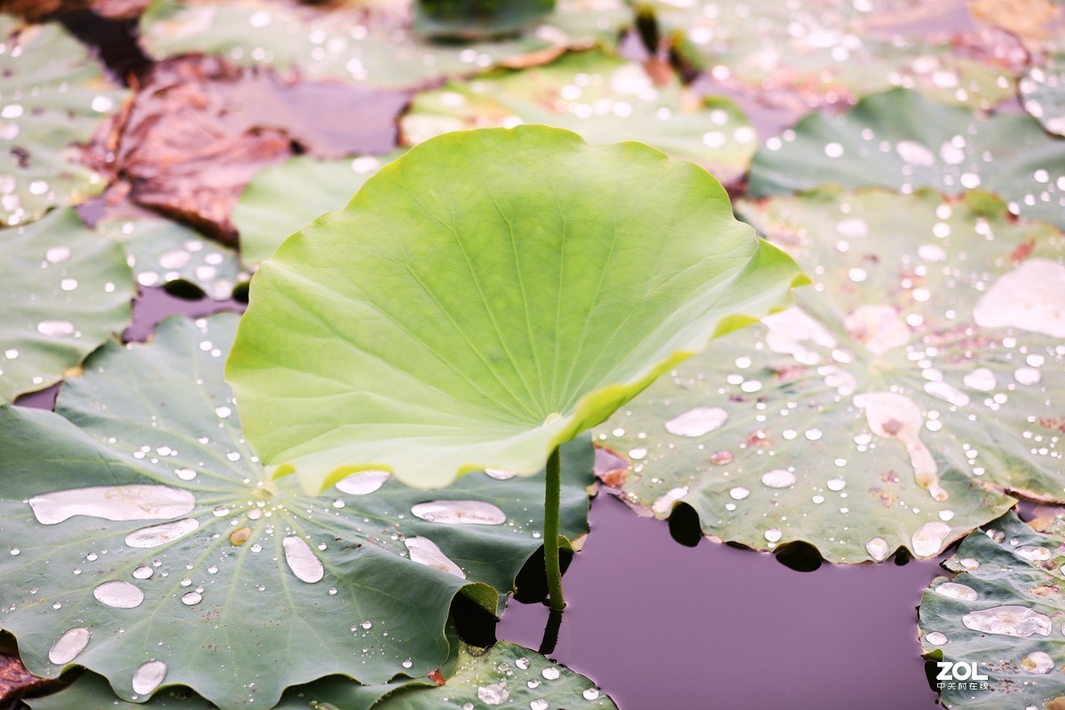花卉（1545）