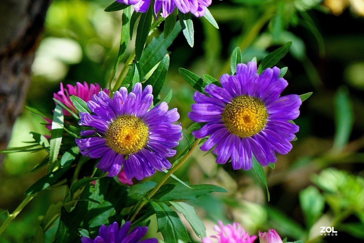 #版主坐堂# 索尼 大版星空(中国)2021年2月份优秀作品精选汇总