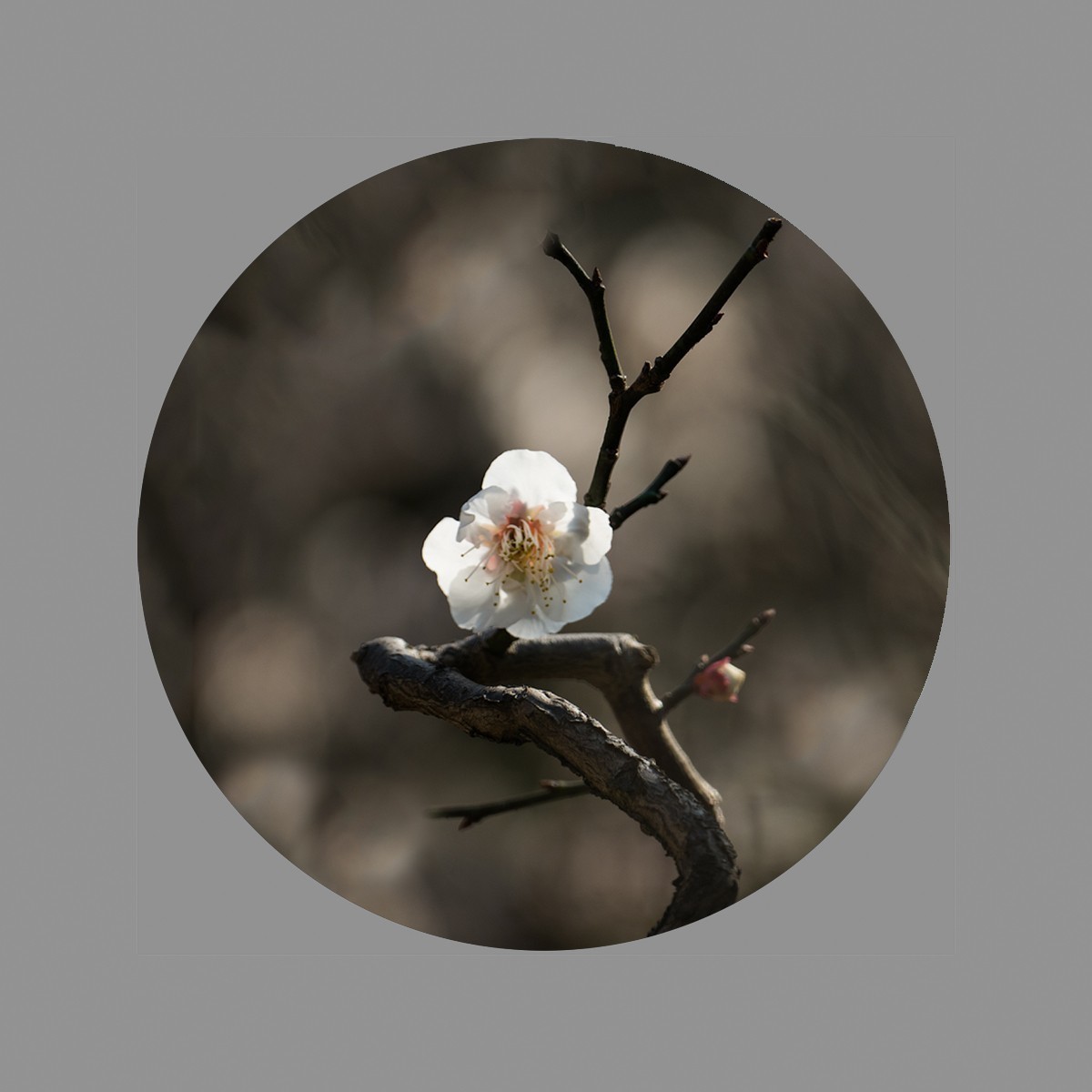 #版主坐堂# 索尼 大版星空(中国)2021年2月份优秀作品精选汇总