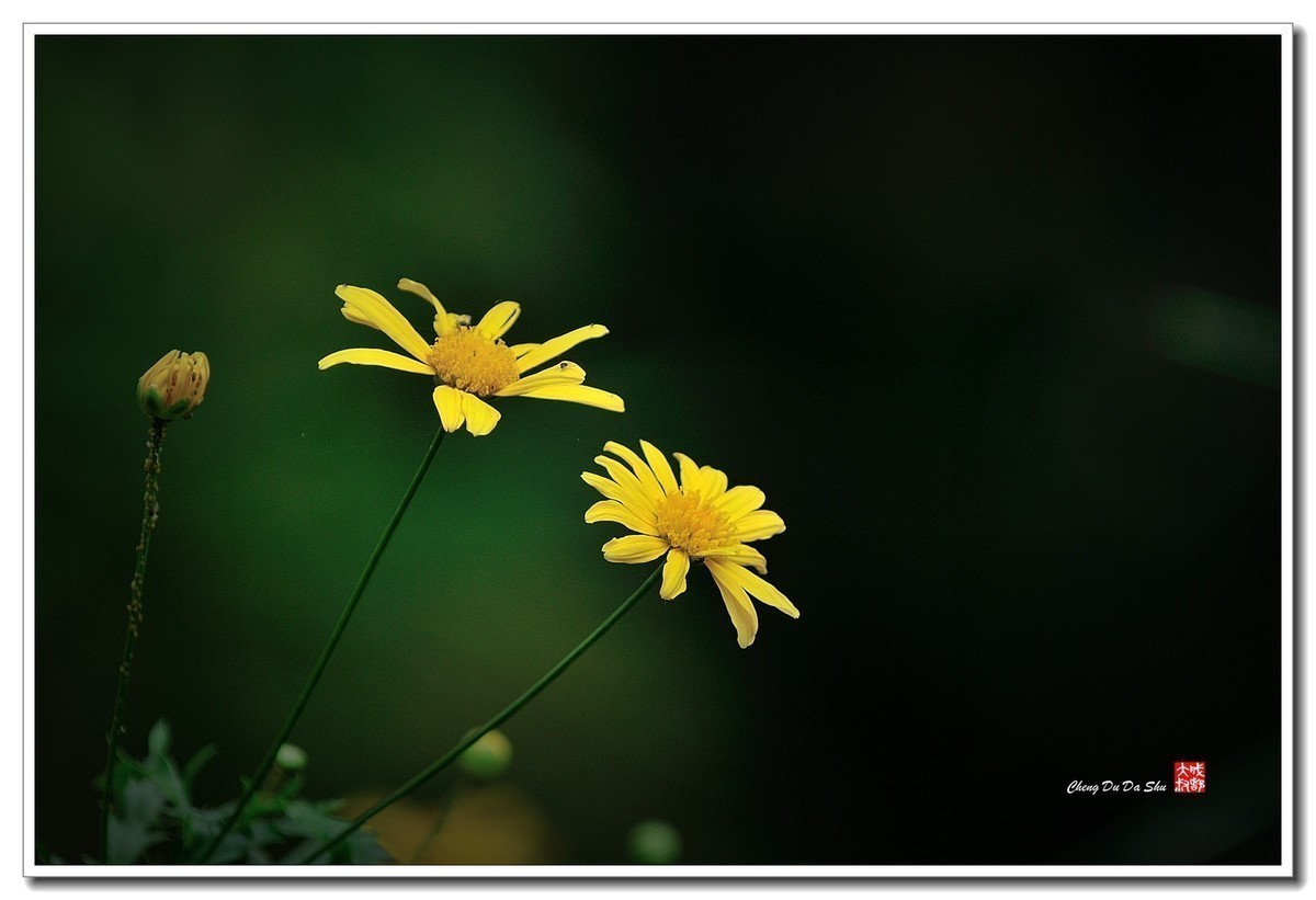 #版主坐堂# 索尼 大版星空(中国)2021年2月份优秀作品精选汇总