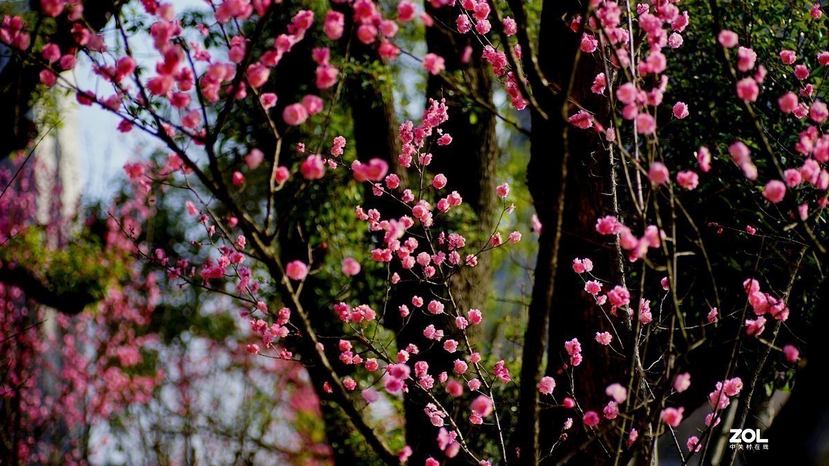 #版主坐堂# 索尼 大版星空(中国)2021年2月份优秀作品精选汇总