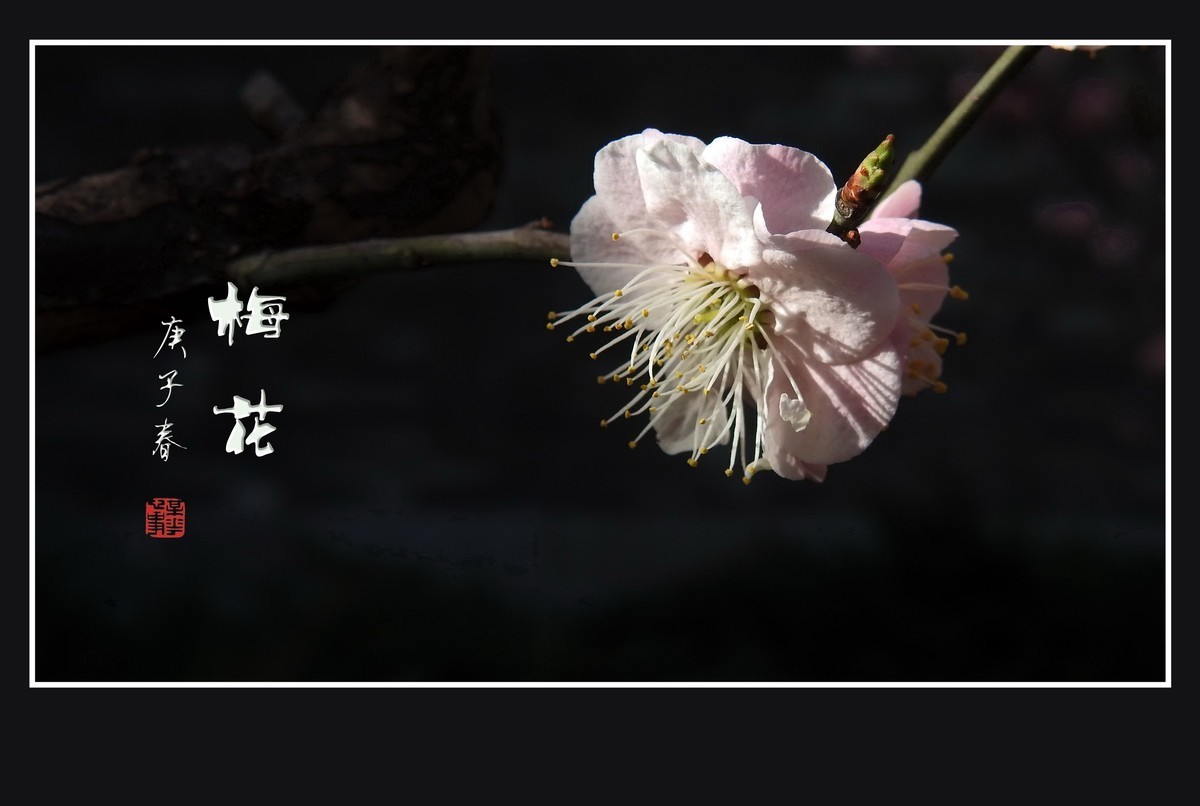 #版主坐堂# 索尼 大版星空(中国)2021年2月份优秀作品精选汇总