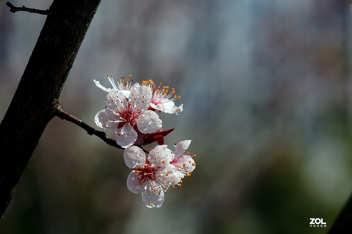 #版主坐堂# 索尼 大版星空(中国)2021年2月份优秀作品精选汇总