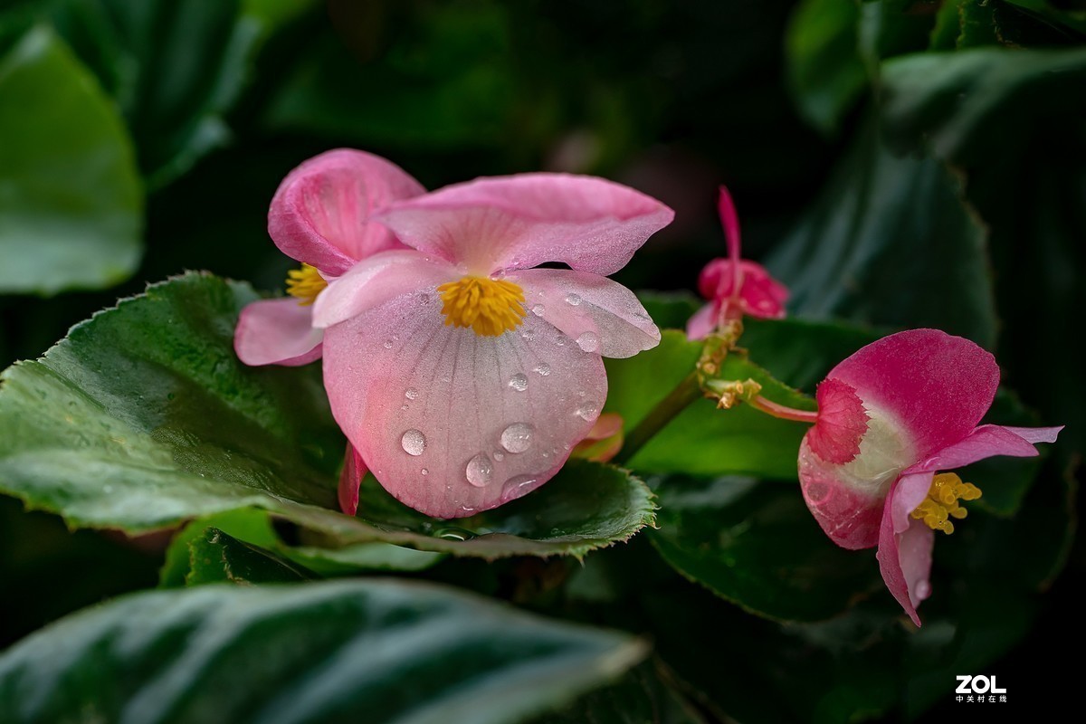 #版主坐堂# 索尼 大版星空(中国)2021年2月份优秀作品精选汇总