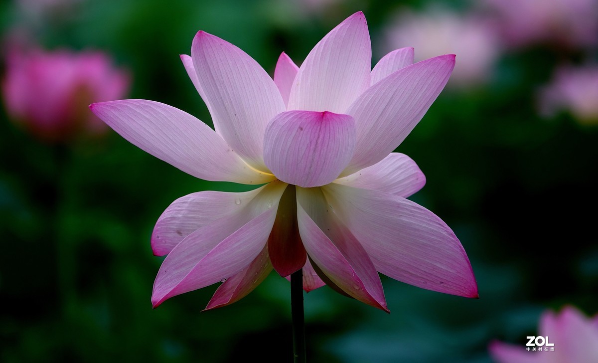 趁老天还没下雨，起个早拍了荷花仙子！