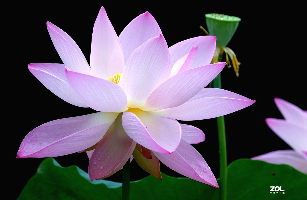 趁老天还没下雨，起个早拍了荷花仙子！