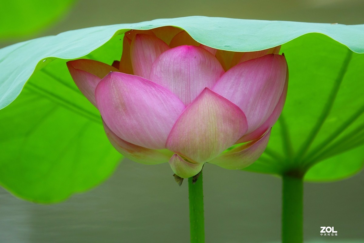 趁老天还没下雨，起个早拍了荷花仙子！