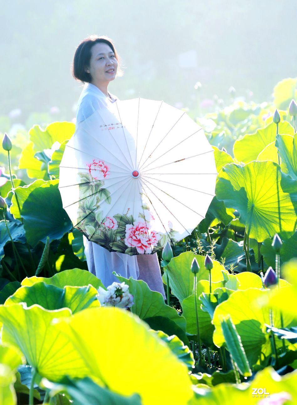 一池荷花半生梦