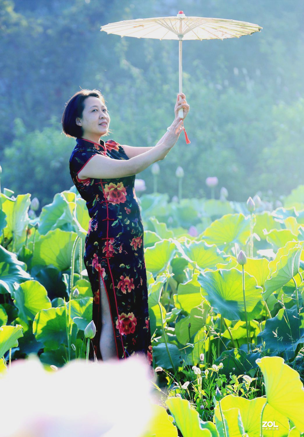 一池荷花半生梦