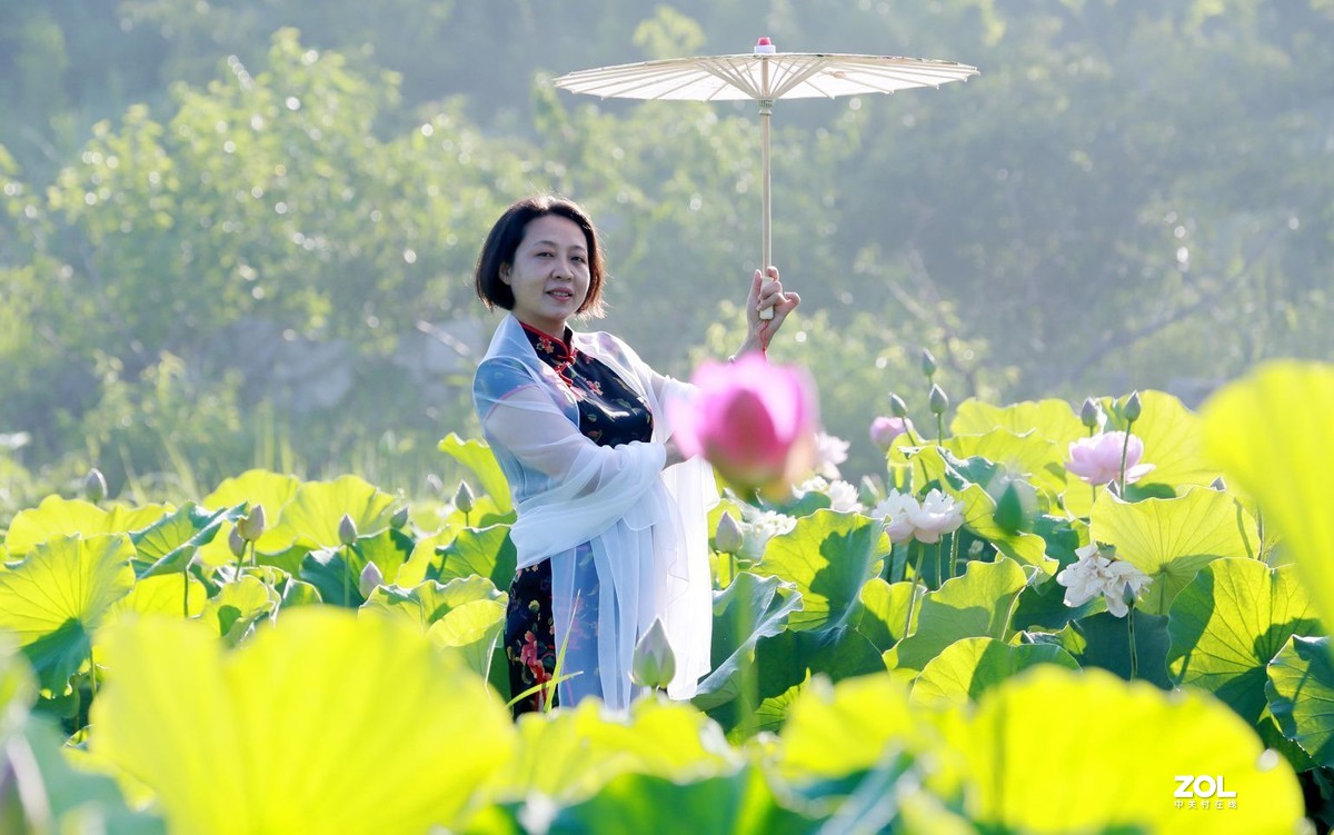 一池荷花半生梦