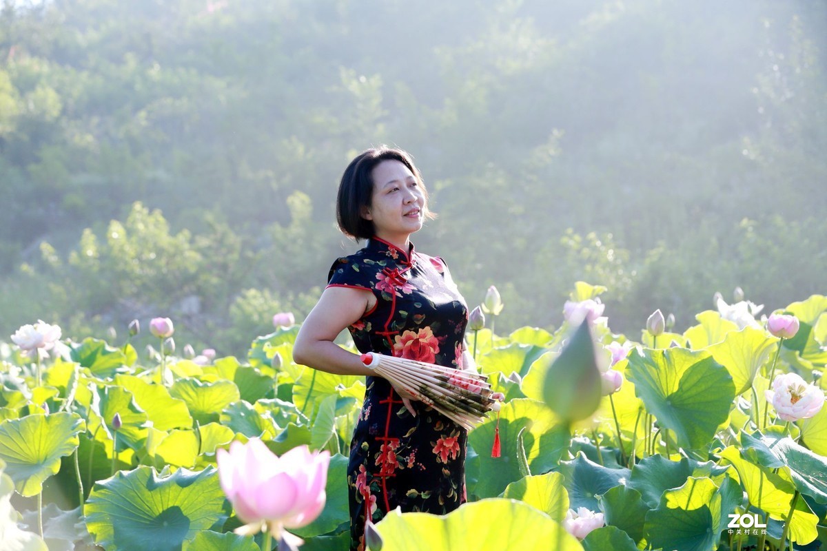 一池荷花半生梦