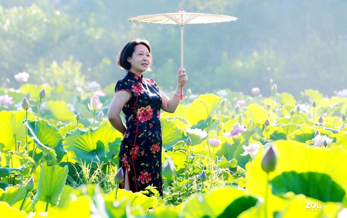 一池荷花半生梦