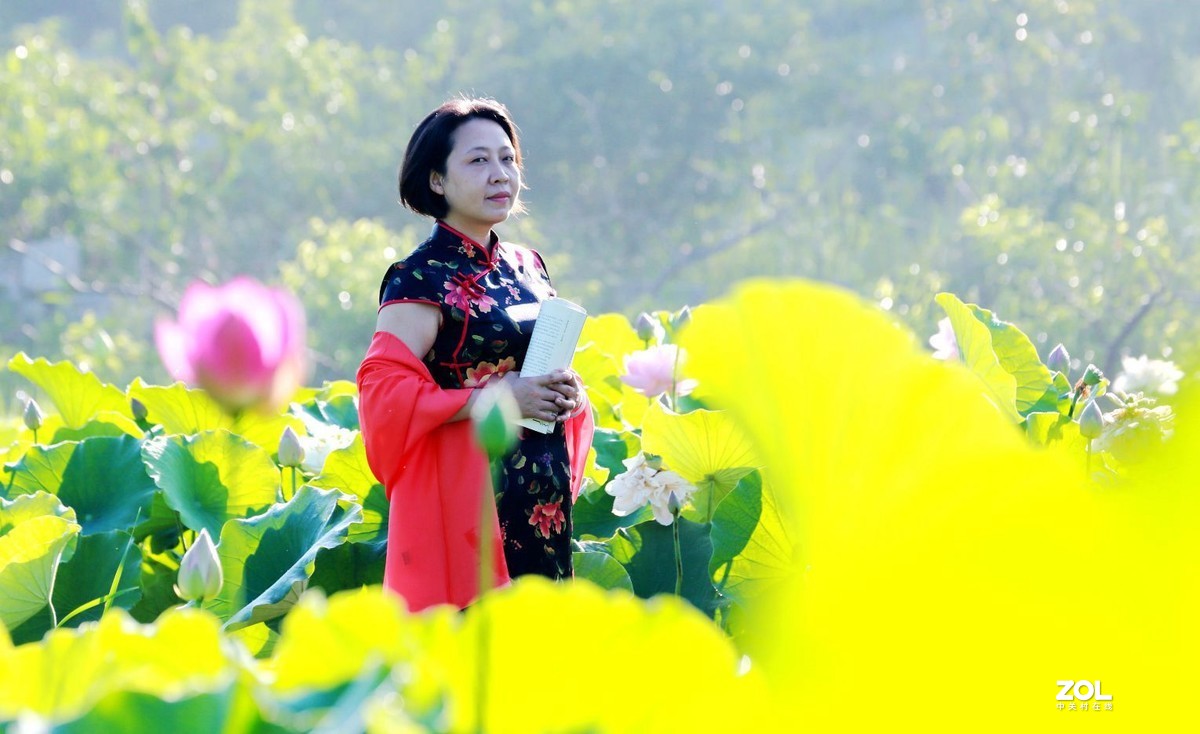 一池荷花半生梦