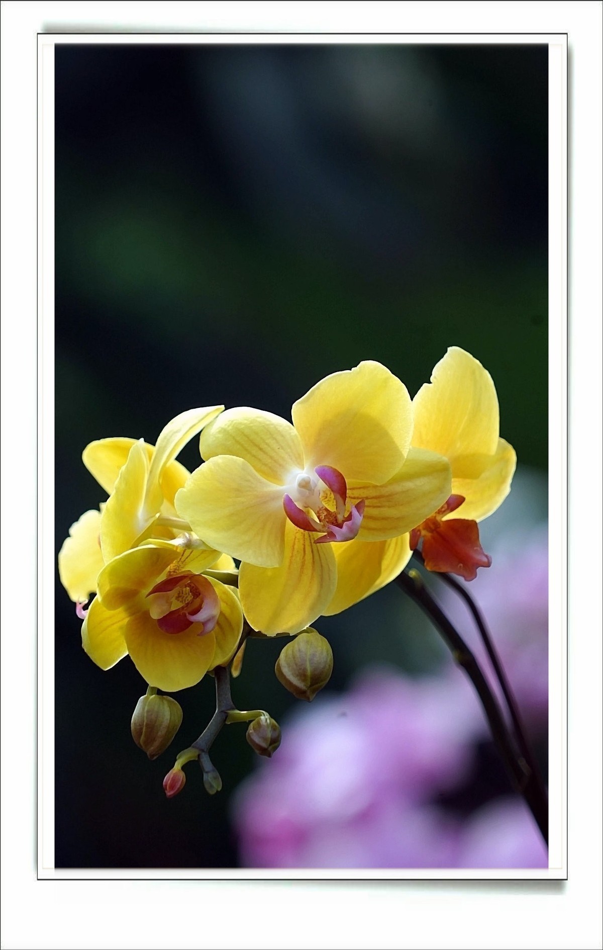 #版主坐堂# 索尼 大版星空(中国)2021年2月份优秀作品精选汇总