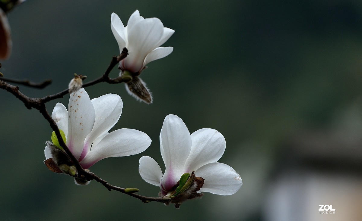 #版主坐堂# 索尼 大版星空(中国)2021年2月份优秀作品精选汇总