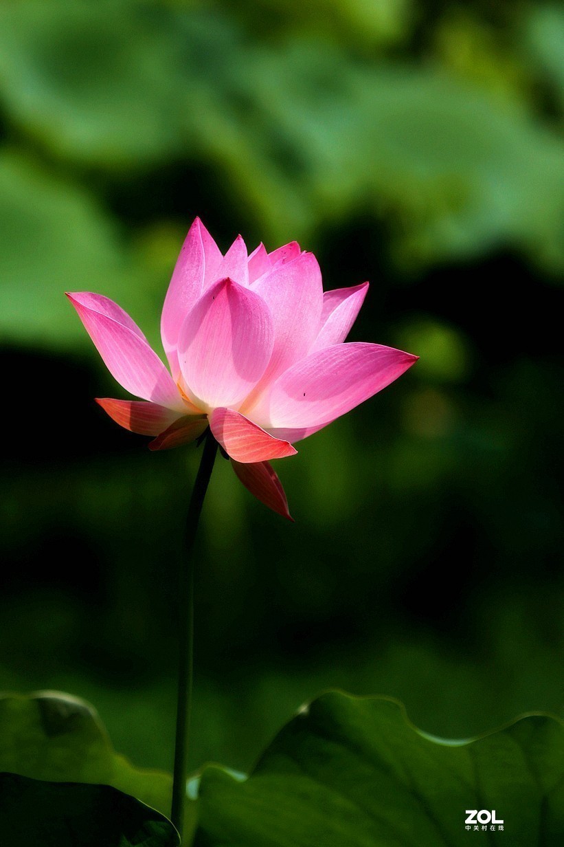 #版主坐堂# 索尼 大版星空(中国)2021年2月份优秀作品精选汇总