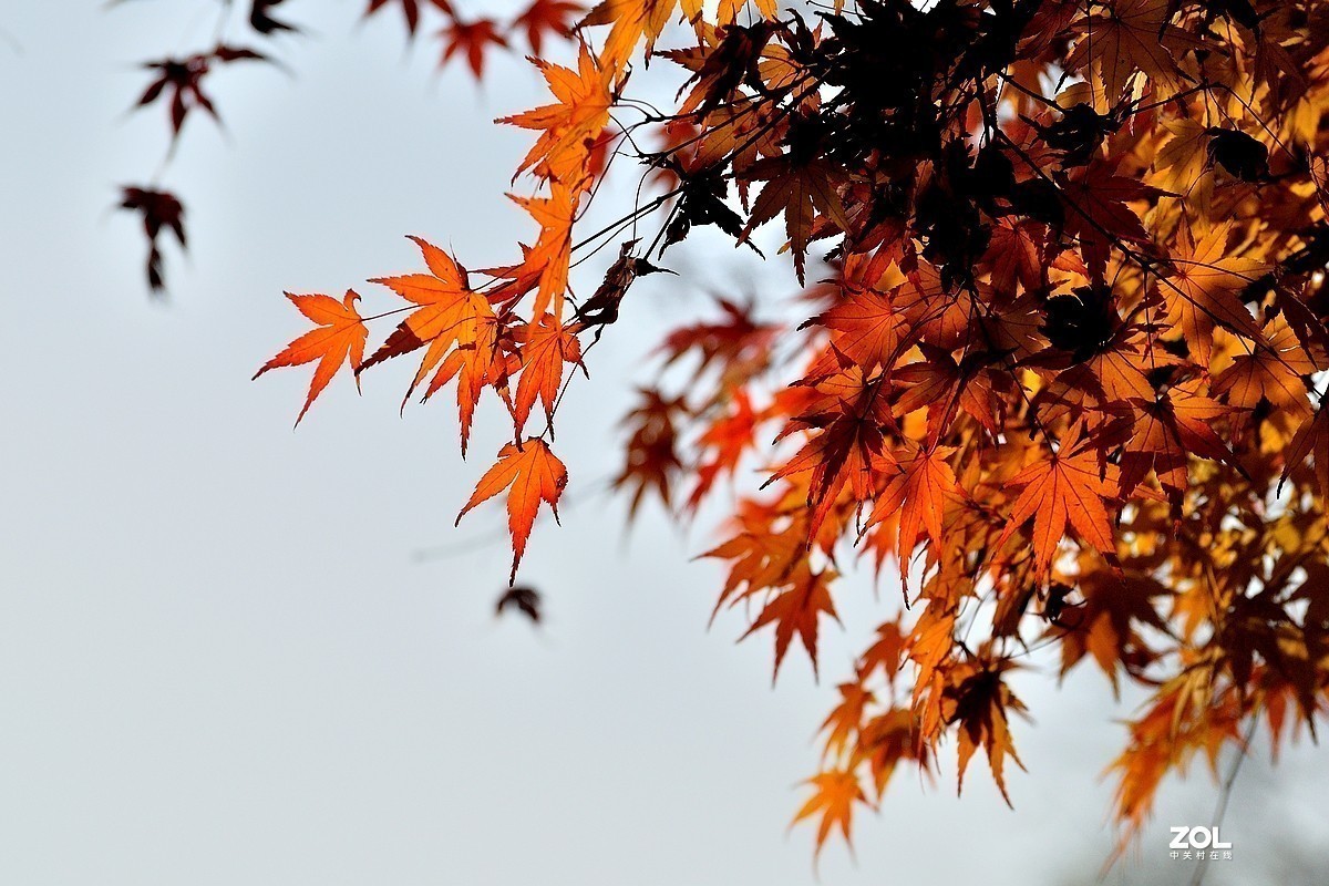 #版主坐堂# 索尼 大版星空(中国)2021年2月份优秀作品精选汇总