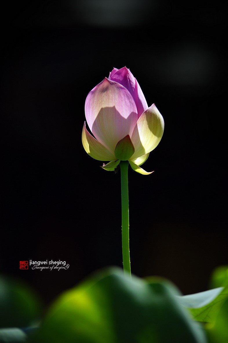 #版主坐堂# 索尼 大版星空(中国)2021年2月份优秀作品精选汇总