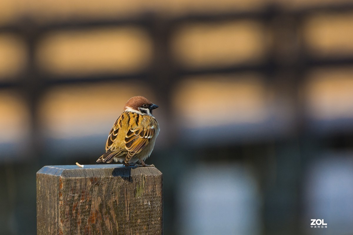 #版主坐堂# 索尼 大版星空(中国)2021年2月份优秀作品精选汇总