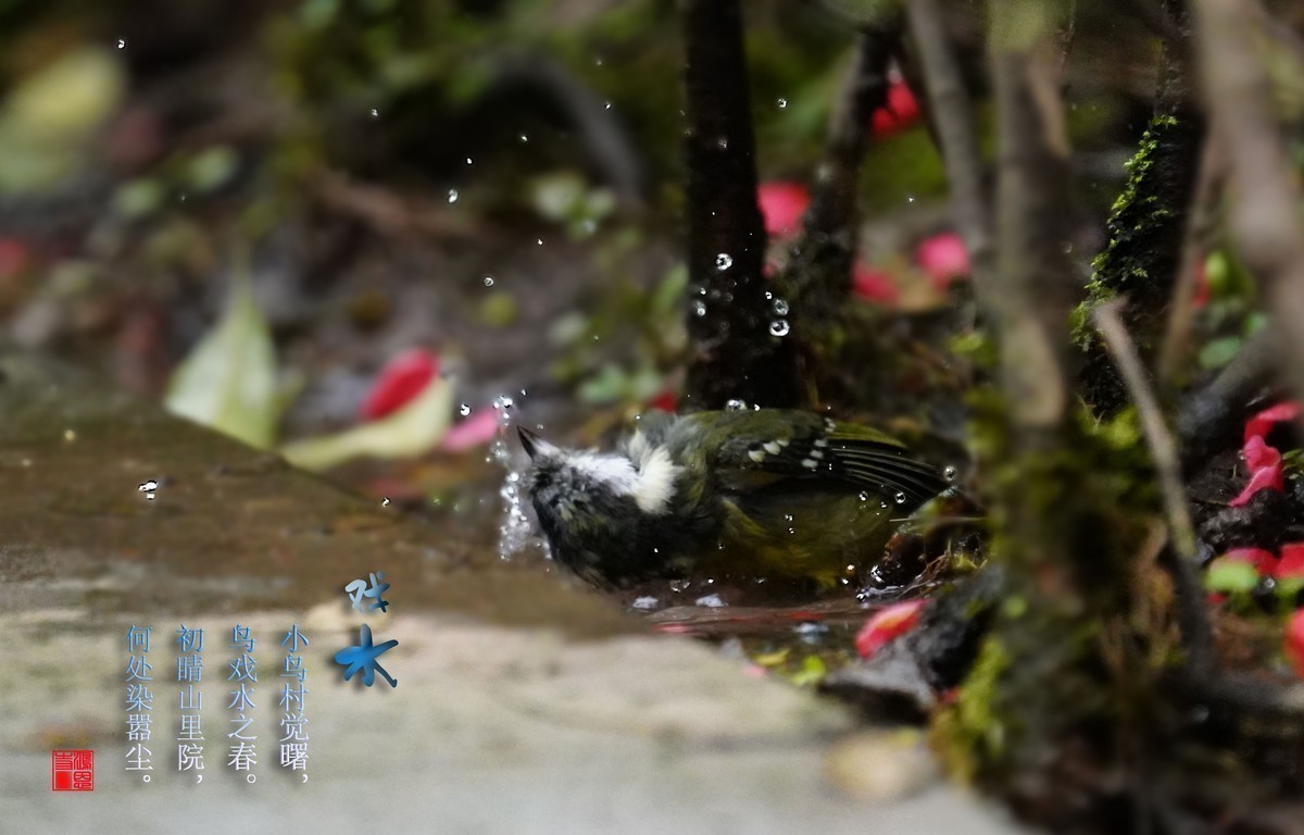 #版主坐堂# 索尼 大版星空(中国)2021年2月份优秀作品精选汇总