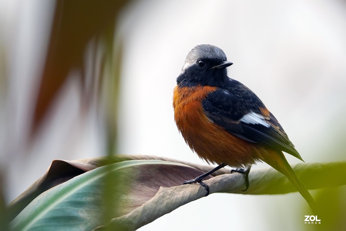 #版主坐堂# 索尼 大版星空(中国)2021年2月份优秀作品精选汇总