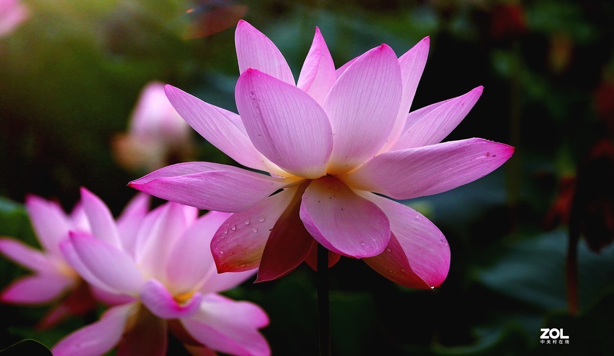 趁老天还没下雨，起个早拍了荷花仙子！