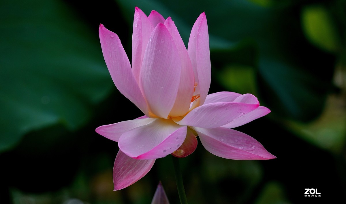趁老天还没下雨，起个早拍了荷花仙子！