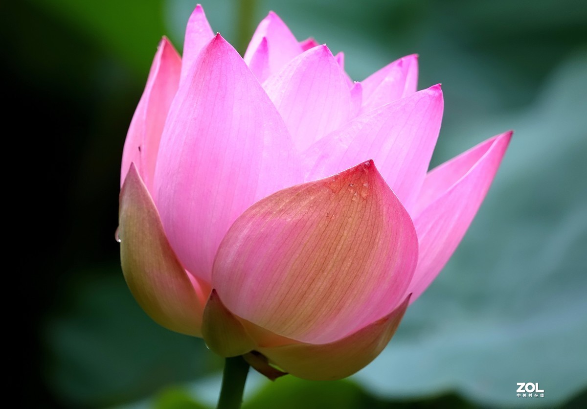 趁老天还没下雨，起个早拍了荷花仙子！