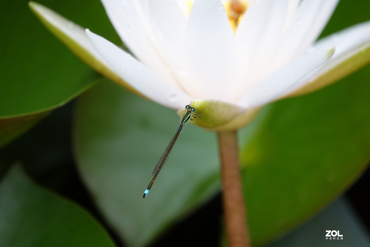 趁老天还没下雨，起个早拍了荷花仙子！