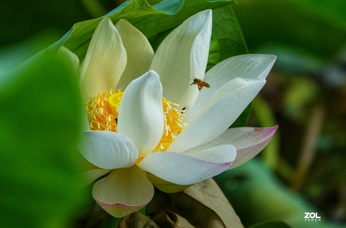 趁老天还没下雨，起个早拍了荷花仙子！