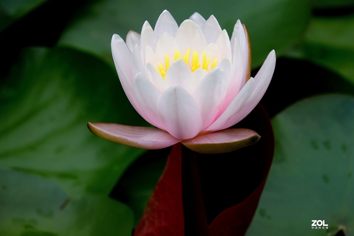 趁老天还没下雨，起个早拍了荷花仙子！