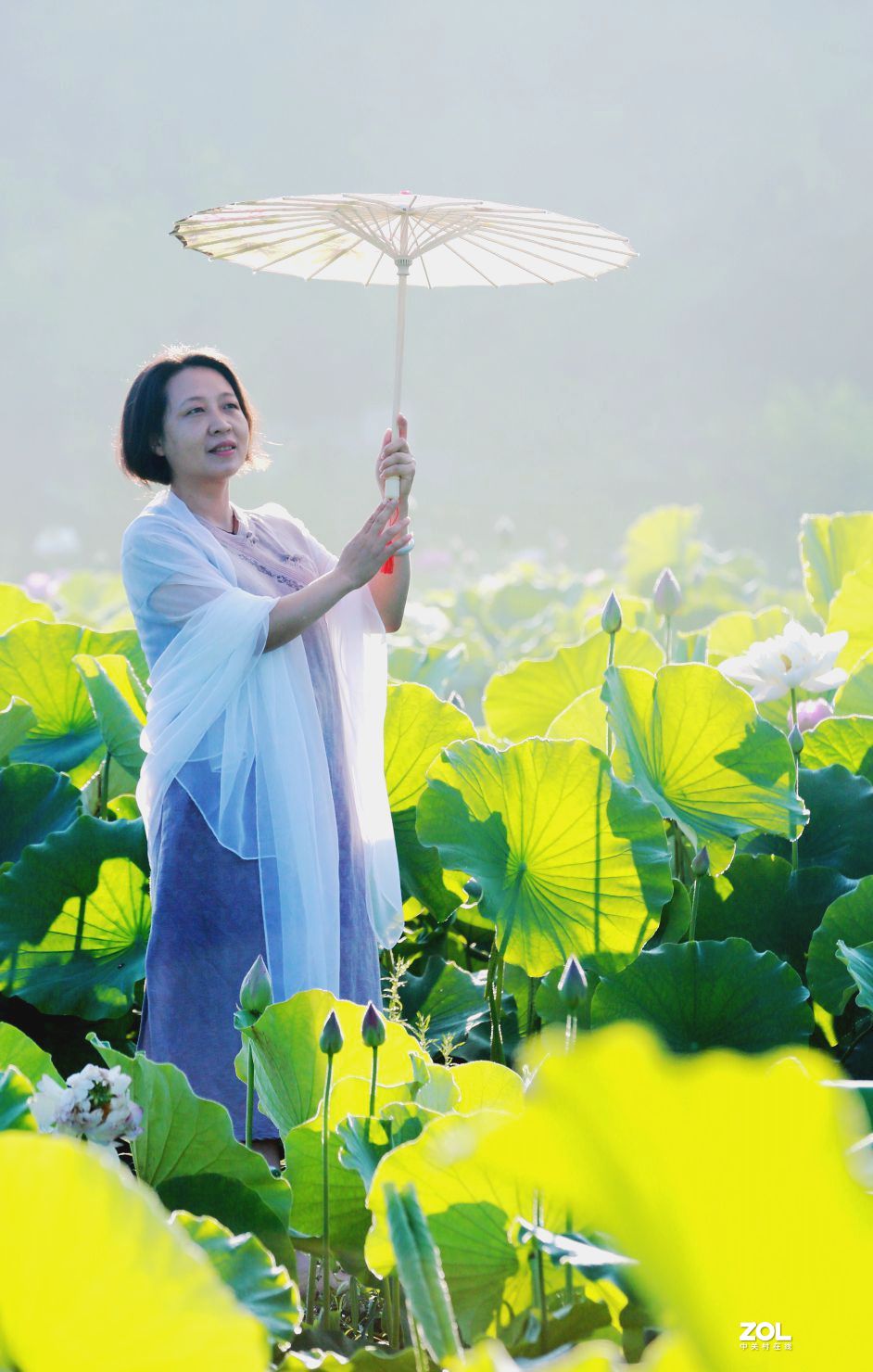 一池荷花半生梦