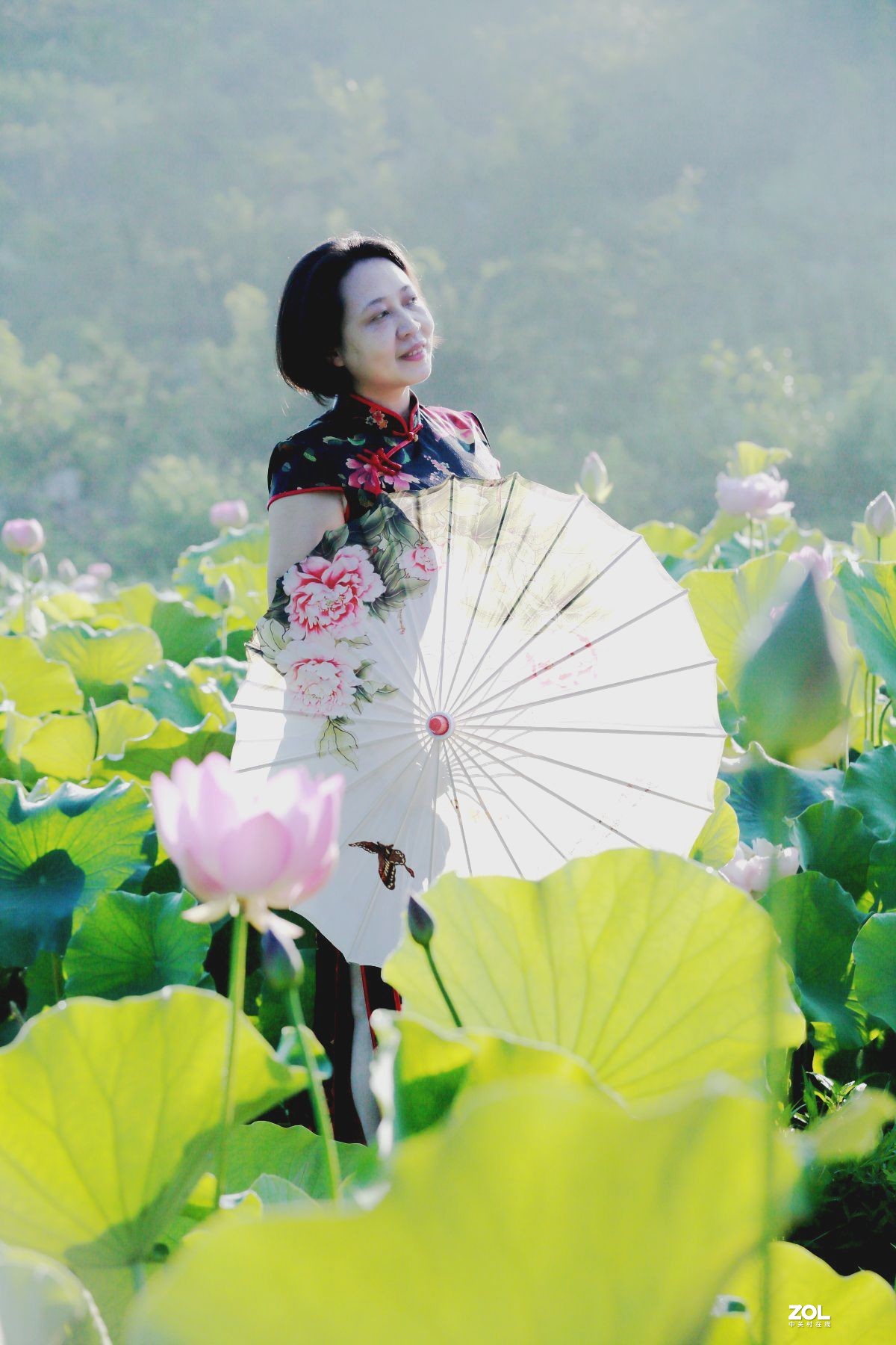 一池荷花半生梦