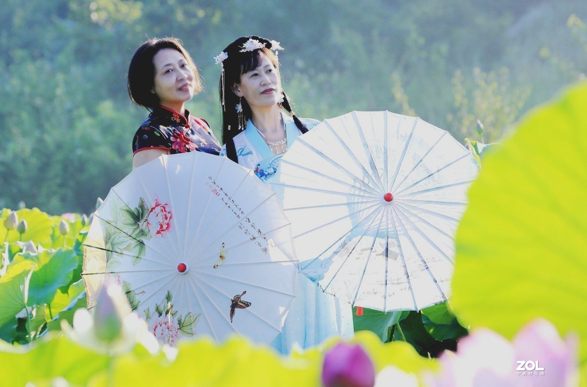 一池荷花半生梦