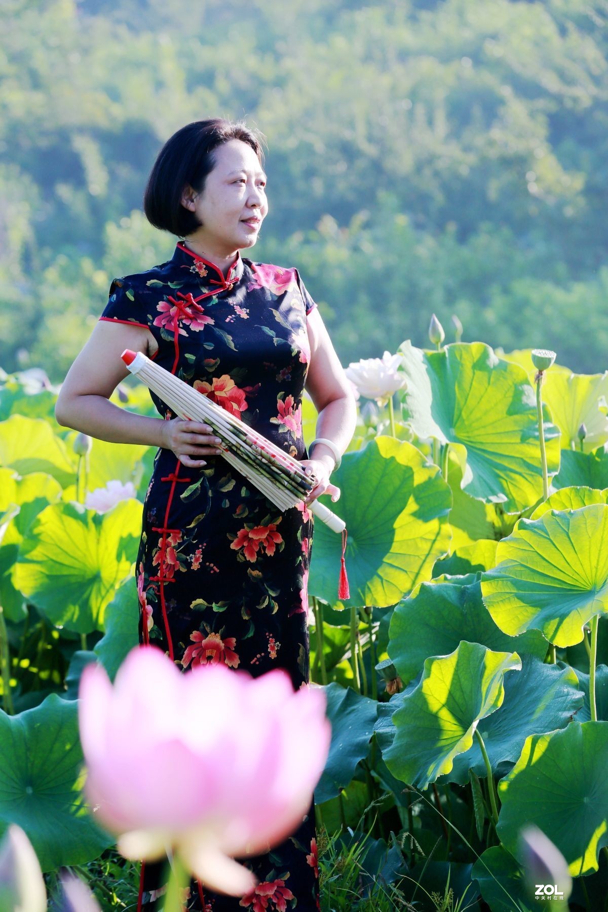 一池荷花半生梦