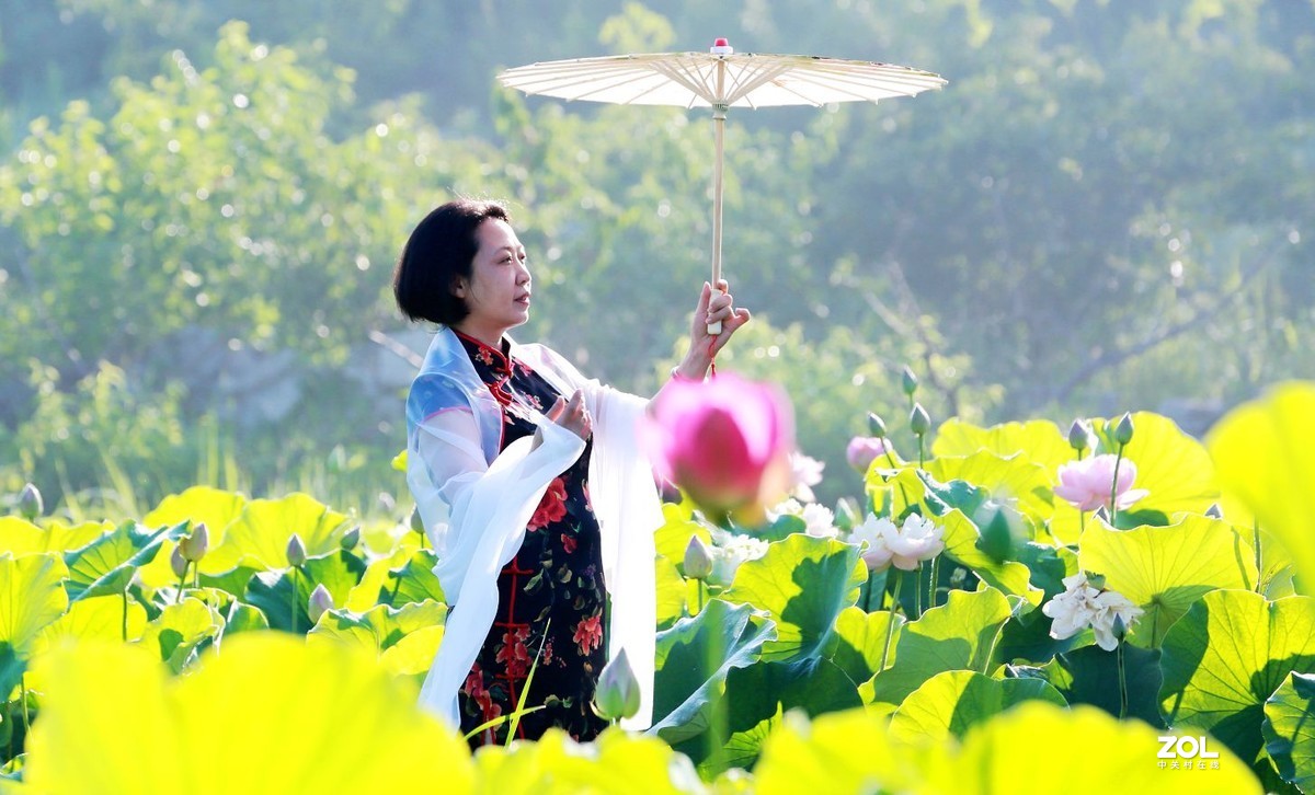 一池荷花半生梦