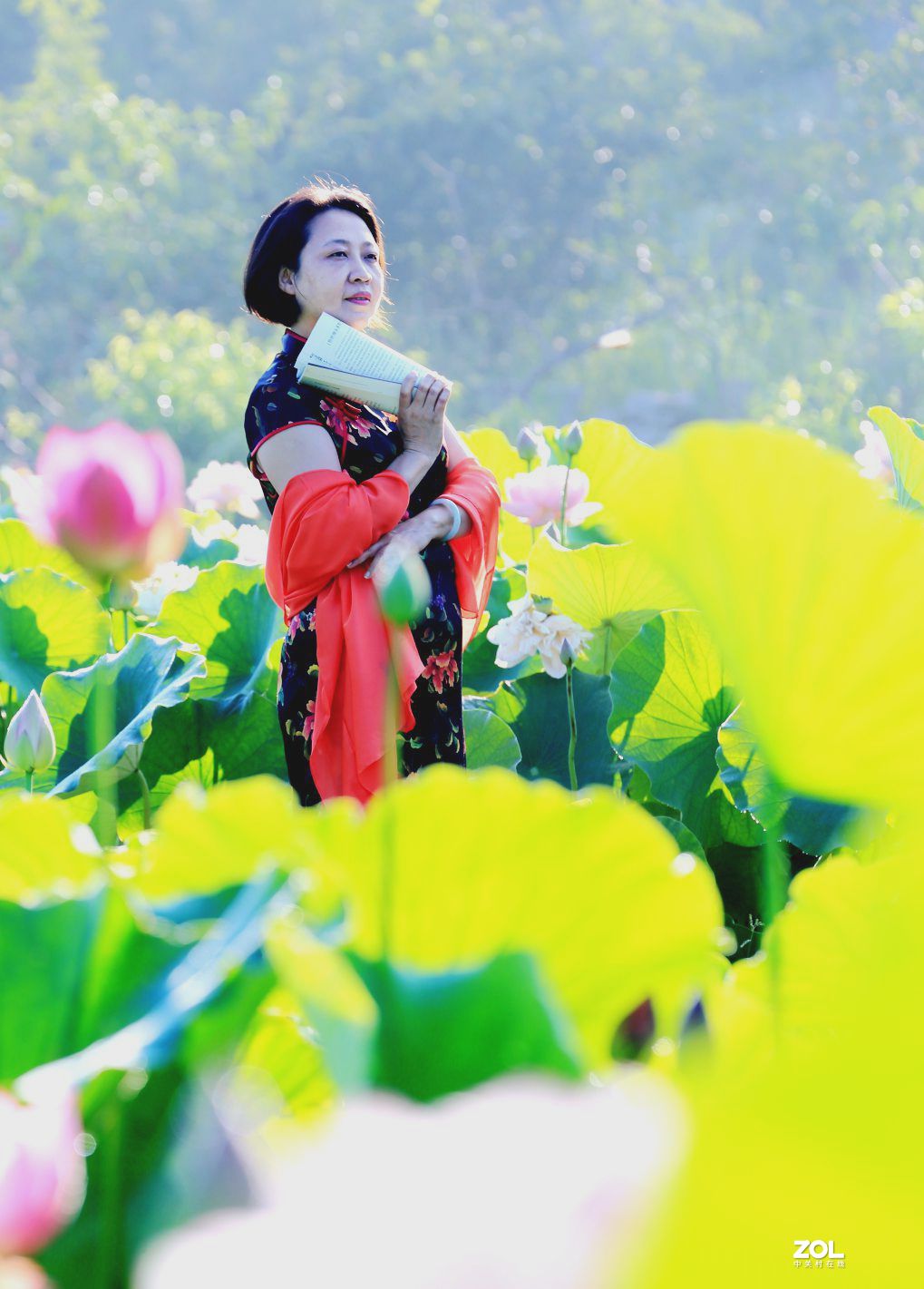 一池荷花半生梦