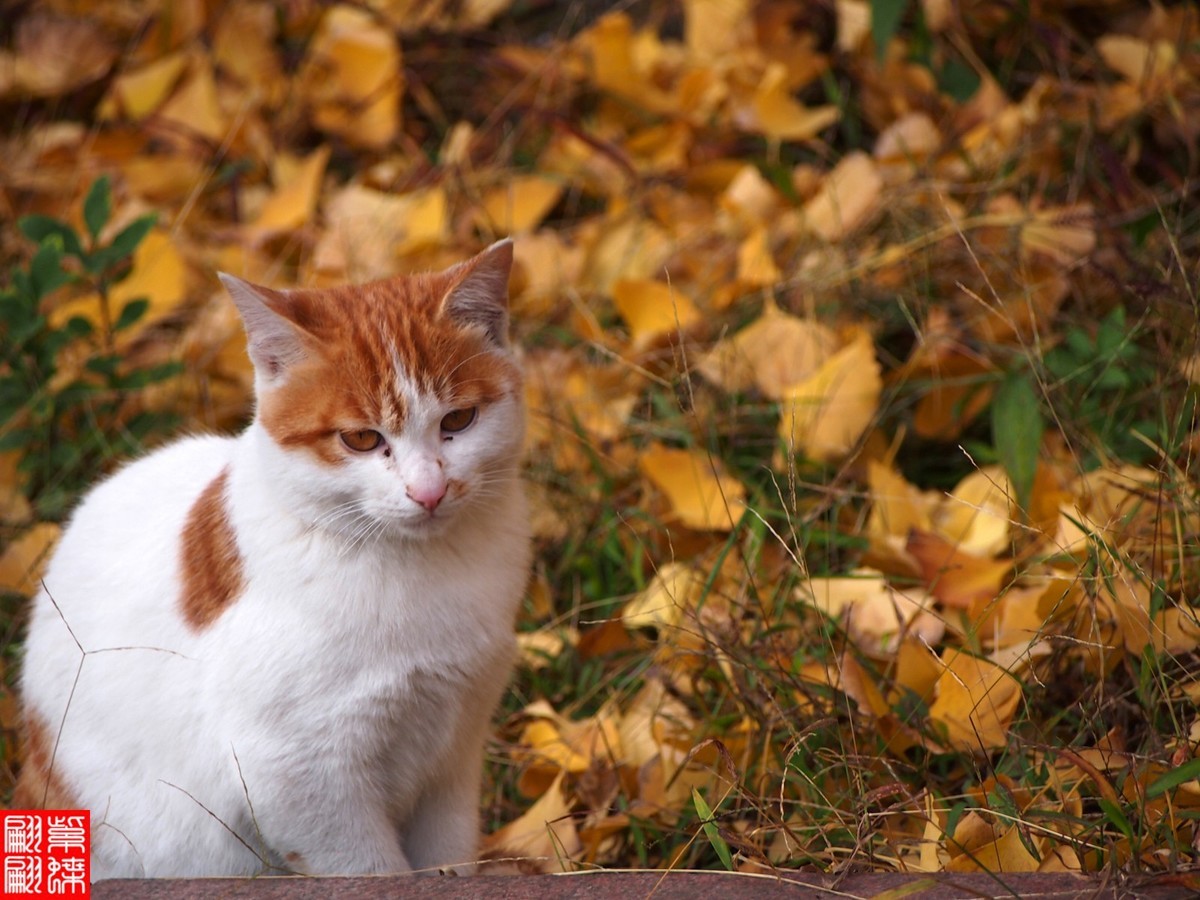 猫猫发神