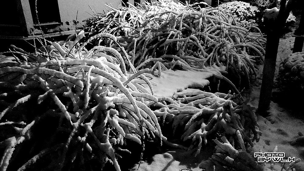 庚子冬月初雪散记