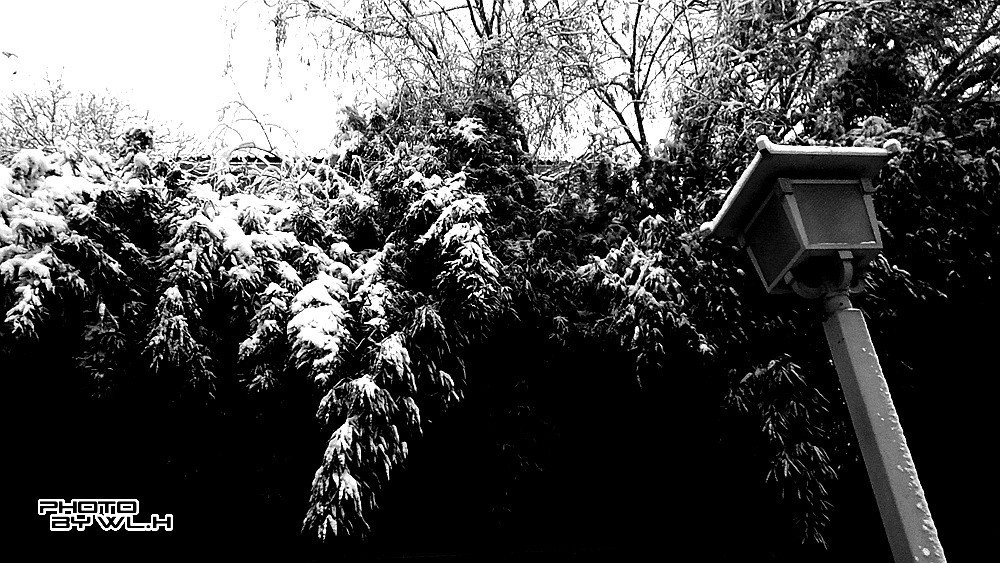 庚子冬月初雪散记